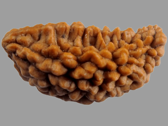1 Mukhi Rudraksha Price in Kolkata, India by Divine Gems
