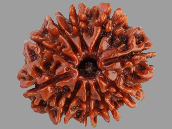 10 Mukhi Rudraksha Price in Kolkata, India by Divine Gems