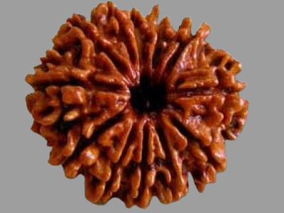 11 Mukhi Rudraksha Price in Kolkata, India by Divine Gems