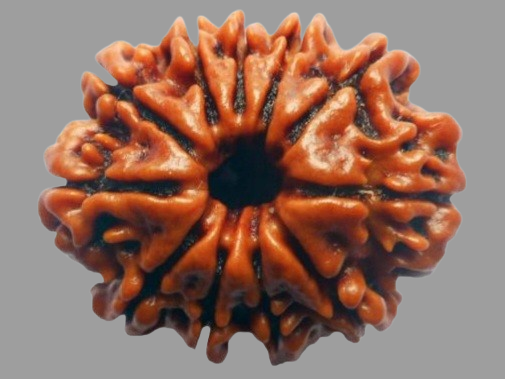 12 Mukhi Rudraksha Price in Kolkata, India by Divine Gems