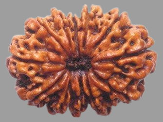 13 Mukhi Rudraksha Price in Kolkata, India by Divine Gems