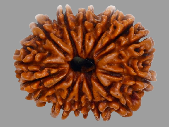 14 Mukhi Rudraksha Price in Kolkata, India by Divine Gems