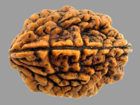 2 Mukhi Rudraksha Price in Kolkata, India by Divine Gems