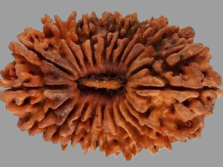 21 Mukhi Rudraksha Price in Kolkata, India by Divine Gems