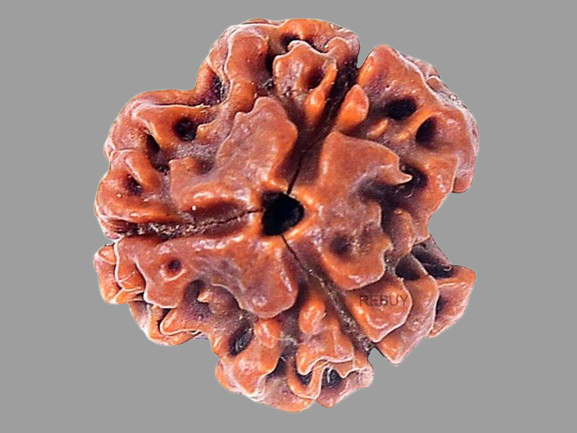 3 Mukhi Rudraksha Price in Kolkata, India by Divine Gems
