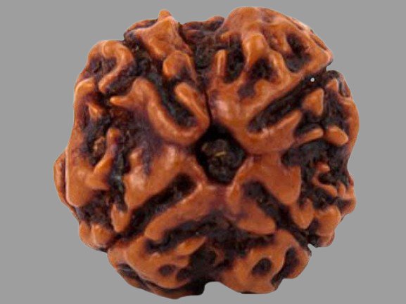 4 Mukhi Rudraksha Price in Kolkata, India by Divine Gems