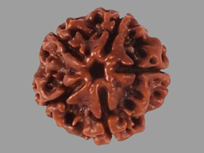 5 Mukhi Rudraksha Price in Kolkata, India by Divine Gems