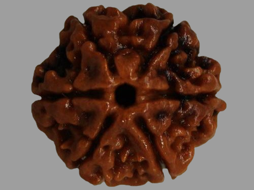 6 Mukhi Rudraksha Price in Kolkata, India by Divine Gems