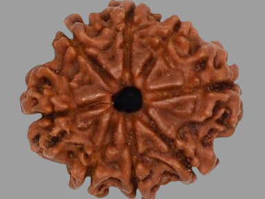 7 Mukhi Rudraksha Price in Kolkata, India by Divine Gems