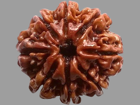 8 Mukhi Rudraksha Price in Kolkata, India by Divine Gems