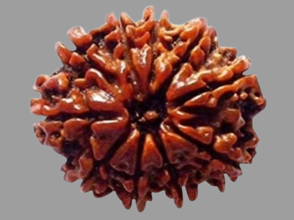 9 Mukhi Rudraksha Price in Kolkata, India by Divine Gems