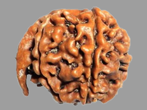 Ganesha Rudraksha Price in Kolkata, India by Divine Gems