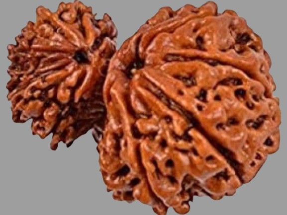 Garbh Gauri Rudraksha Price in Kolkata, India by Divine Gems
