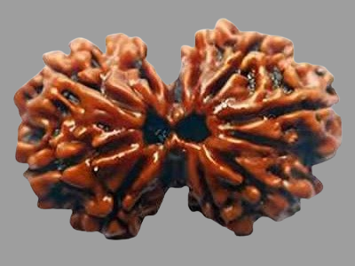 Gouri Shankar Rudraksha Price in Kolkata, India by Divine Gems
